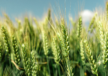 FIBC bulk bags for agricultural grains and seeds